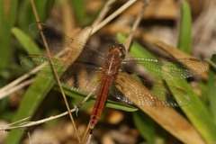 Crocothemis