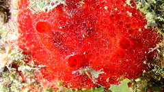Phorbas amaranthus
