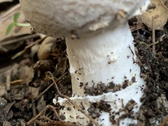 Amanita novinupta