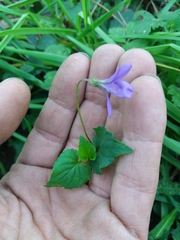 Viola reichenbachiana