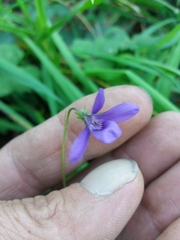 Viola reichenbachiana