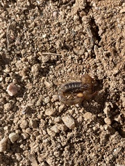 Superstitionia donensis