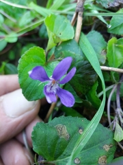 Viola reichenbachiana