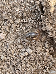 Superstitionia donensis