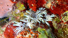 Lebrunia neglecta