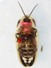 Pyractomena angulata