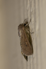 Mythimna convecta