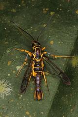 Synanthedon flavipectus