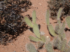 Opuntia diploursina