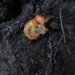 Hygrocybe laetissima