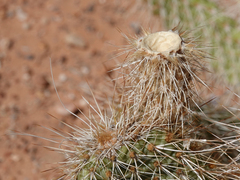 Opuntia diploursina