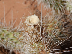 Opuntia diploursina