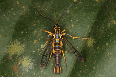 Synanthedon flavipectus