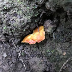 Hygrocybe laetissima