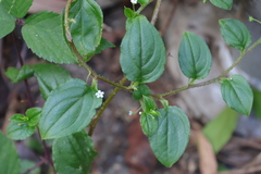 Hackelia latifolia