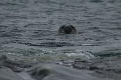 Leptonychotes weddellii