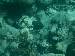 Pomacanthus arcuatus