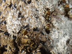 Metapolybia