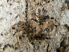 Metapolybia