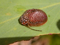 Paropsis dilatata