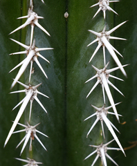 Pachycereus
