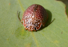Paropsis dilatata