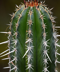 Pachycereus