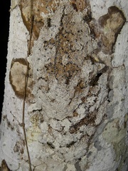 Metapolybia