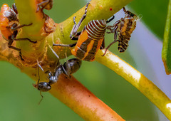 Eurymeloides marmorata