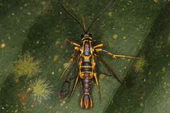 Synanthedon flavipectus