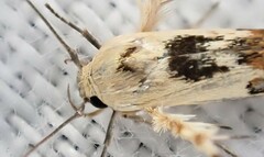 Stathmopoda melanochra