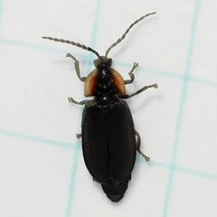 Pyropyga decipiens