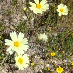 Layia glandulosa