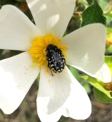 Oxythyrea