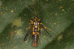 Synanthedon flavipectus