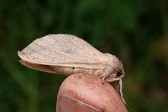 Elhamma australasiae