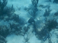 Pomacanthus arcuatus