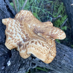 Polyporus decurrens