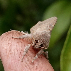 Elhamma australasiae