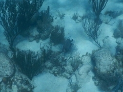 Pomacanthus arcuatus
