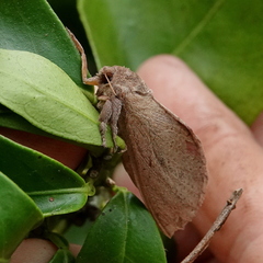 Elhamma australasiae