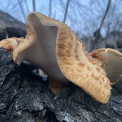 Polyporus decurrens