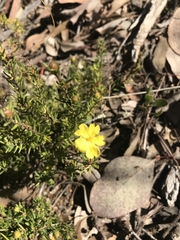 Hibbertia calycina
