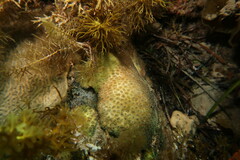 Plesiastrea versipora