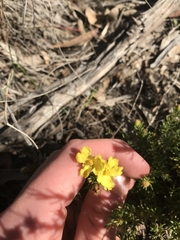 Hibbertia calycina