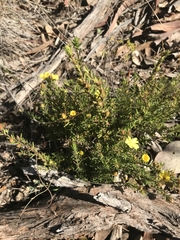 Hibbertia calycina