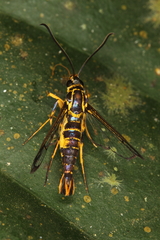 Synanthedon flavipectus