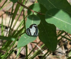 Psychonotis caelius