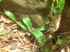 Clintonia umbellulata