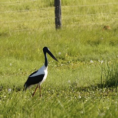 Ephippiorhynchus asiaticus